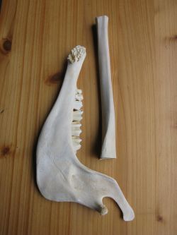 rhythmusinstrument-quijada-knochen-schraper-unterkiefer-stil-steinzeit-kaufen