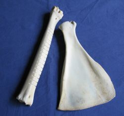 rhythmusinstrument-historisches-replikat-altsteinzeit-knochen-schraper-schulterblatt-kaufen